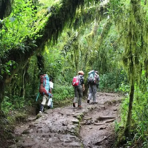 Mto-wa-mbu-randonnee-foret