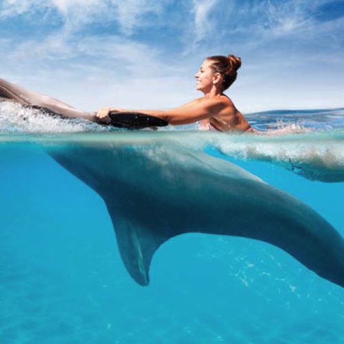 Nagez avec des dauphins sauvages dans les eaux de Zanzibar