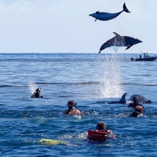 Nagez avec des dauphins sauvages dans les eaux de - Zanzibar