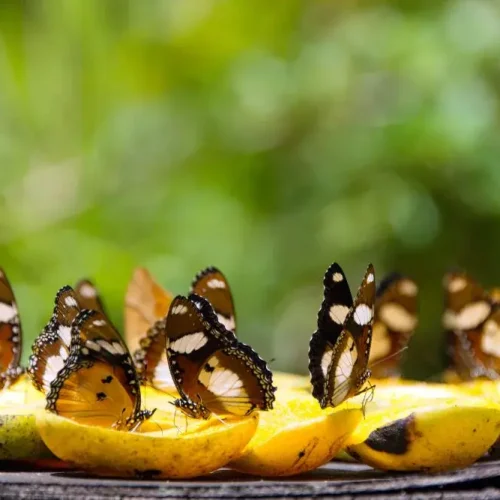 Nature tropicale au Butterfly Centre de Zanzibar