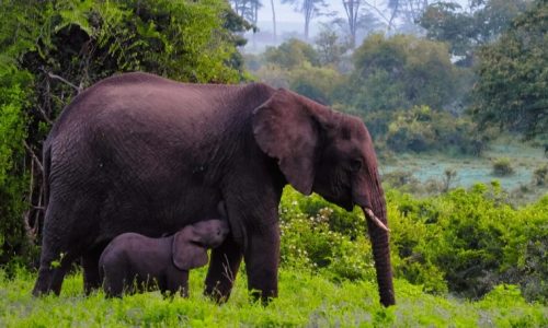 éléphants dans le cratère du Ngorongoro