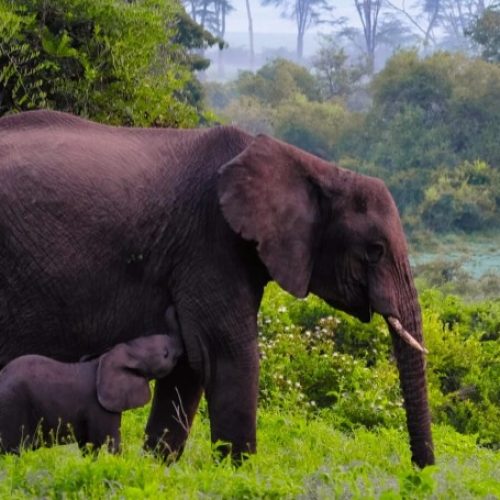 éléphants dans le cratère du Ngorongoro