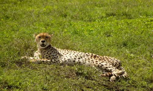 guépard du cratère du Ngorongoro