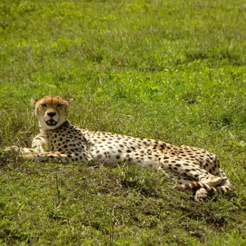 guépard du cratère du Ngorongoro