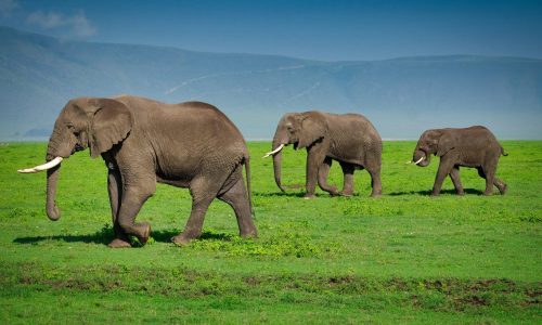 cratère du Ngorongoro