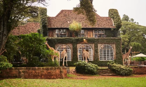 Observation des girafes au Giraffe Manor