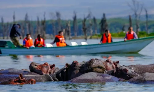 Observation d’hippopotame au lac Naivasha