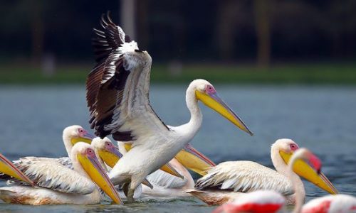 Oiseaux du parc national du lac Nakuru