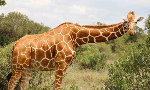 Ol-Pejeta-Conservancy-giraffe