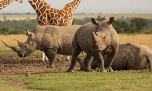 Ol-Pejeta-Rhinos-Giraffes-1