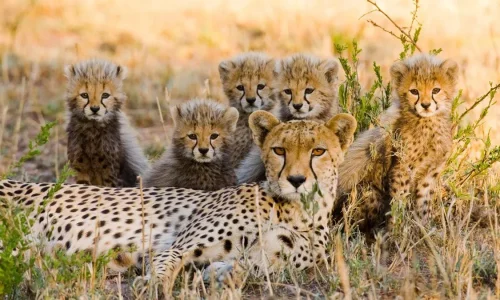 Olare-Masai-Mara