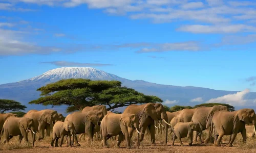 Parc national d’Amboseli