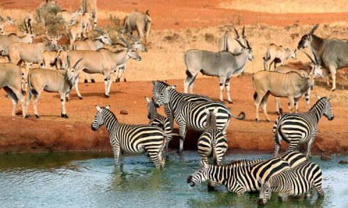 Parc national de Plain-Zembra-et-Eland-Tsavo