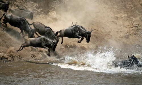 Parc national du Serengeti - migration des gnous