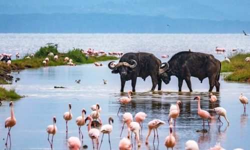 Parc national du lac Nakuru