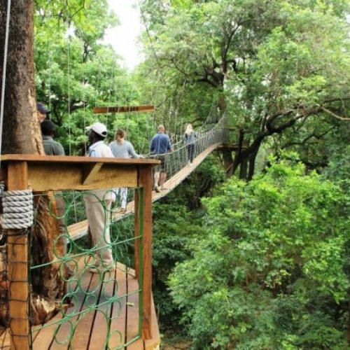 Passerelle dans les Cimes du Lac Manyara