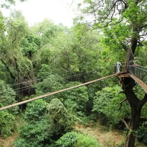 Passerelle dans les Cimes du Lac Manyara