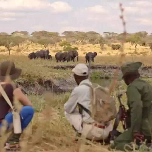 Promenade d_observation de la faune de Tarangire