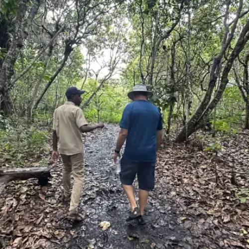 Promenade dans la mangrove de Jozani