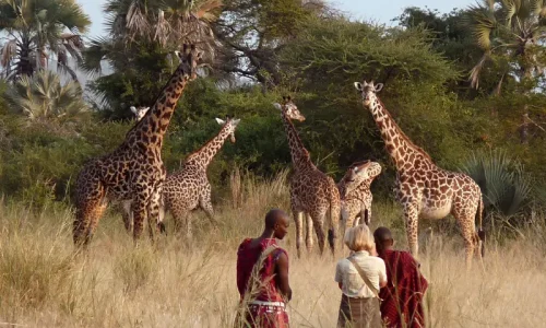Promenade en forêt de Tarangire