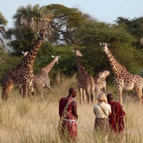 Promenade en forêt de Tarangire