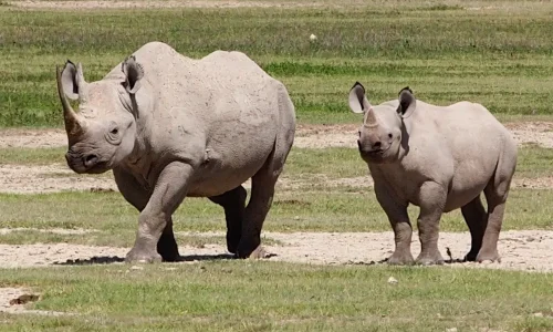 Rhinoceros Ngorongoro
