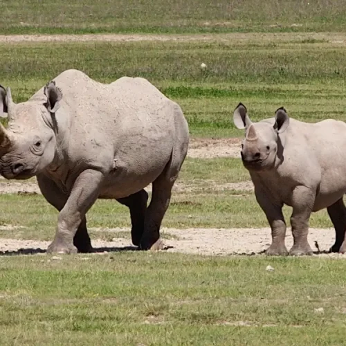 Rhinoceros Ngorongoro
