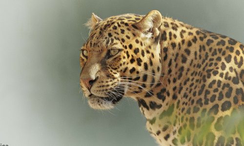 SERENGETI-CNV.jpg