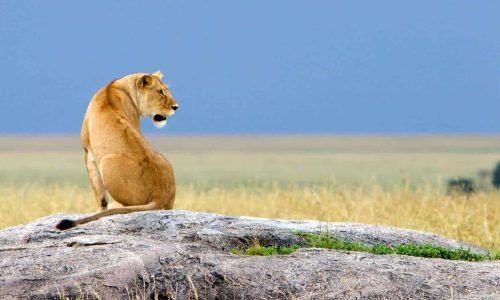 lion dans le Serengeti
