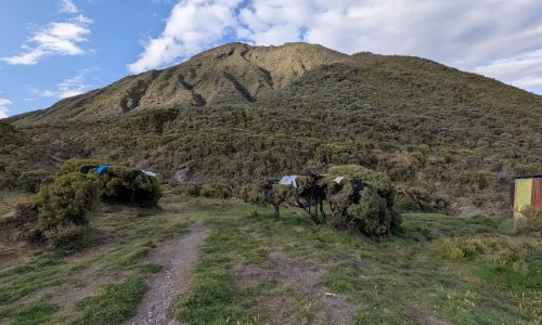 Saddle-hut-vegetation