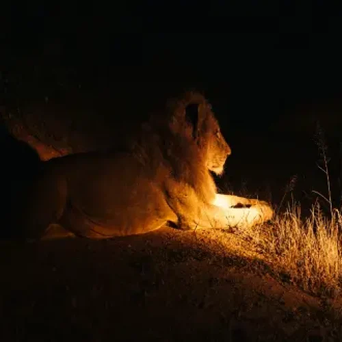 Safari Nocturne au Lac Manyara