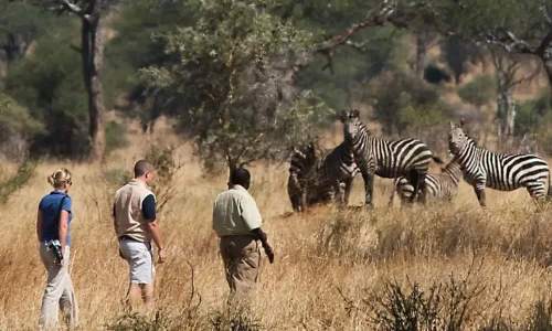 Safari à pied dans le Parc National de Tarangire