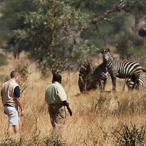 Safari à pied dans le Parc National de Tarangire