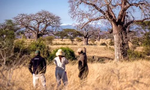 Safari à pied de Tarangire