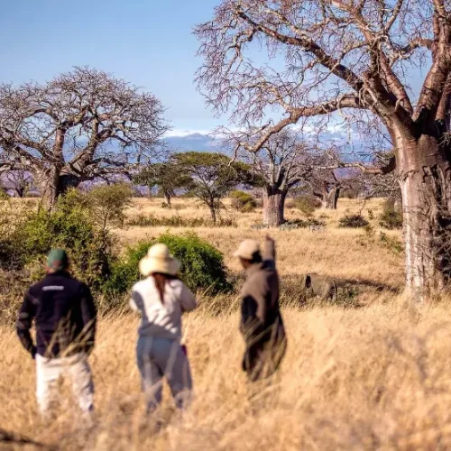 Safari à pied de Tarangire