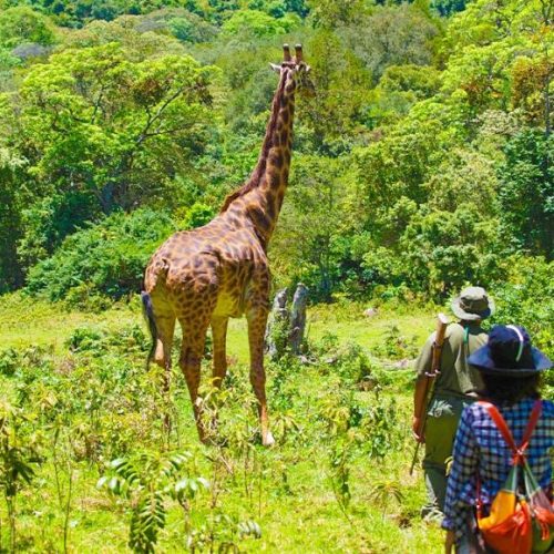 Safari à pied guidé dans le Parc National d'Arusha en Tanzanie