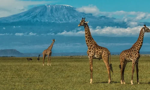 Safari au parc national d’Amboseli au Kenya