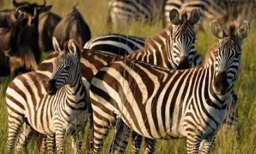 Safari de gamme moyenne dans le Serengeti en Tanzanie
