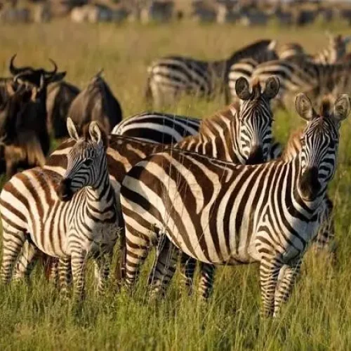 Safari de gamme moyenne dans le Serengeti en Tanzanie