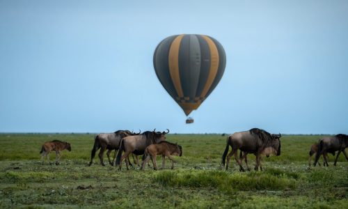 Saison des naissances dans la région de Ndutu - Parc national du Serengeti