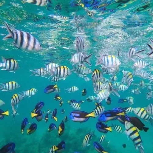 Snorkeling at Bawe Island – Zanzibar