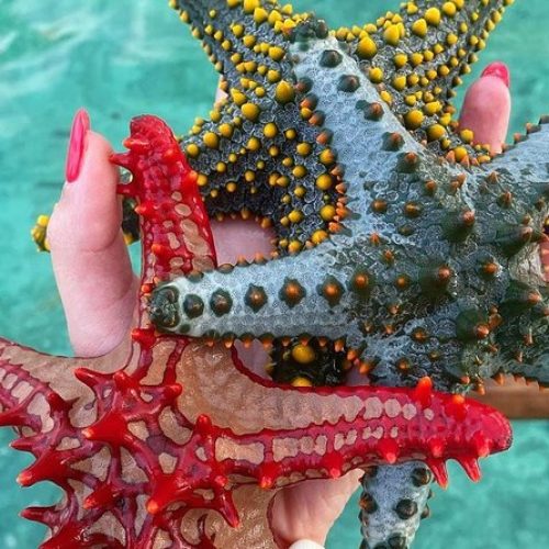 Snorkeling au Blue Lagoon - star fish