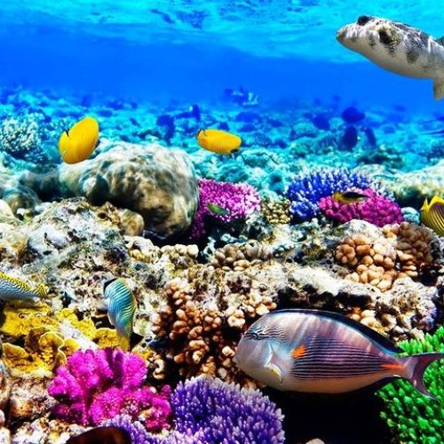 Snorkeling au Blue Lagoon_zanzibar