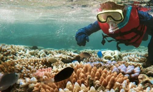 Snorkeling sur récif corallien à Mnemba Island, Zanzibar
