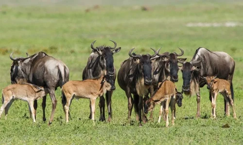 Saison des naissances en Tanzanie