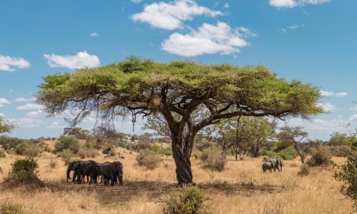 Tarangire-National-Park-Ariel-Medina-photography-11-scaled.jpg