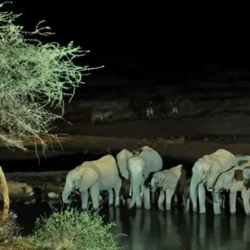 Tarangire Parc National safari nocturne éléphant