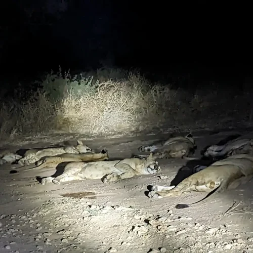 Tarangire-experience-safari-nocturne
