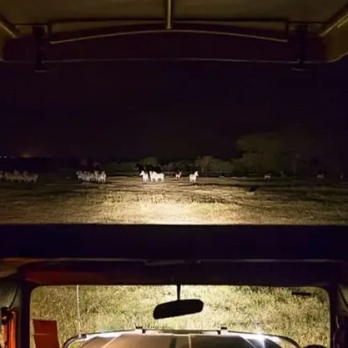 Tarangire observation faune nocturne