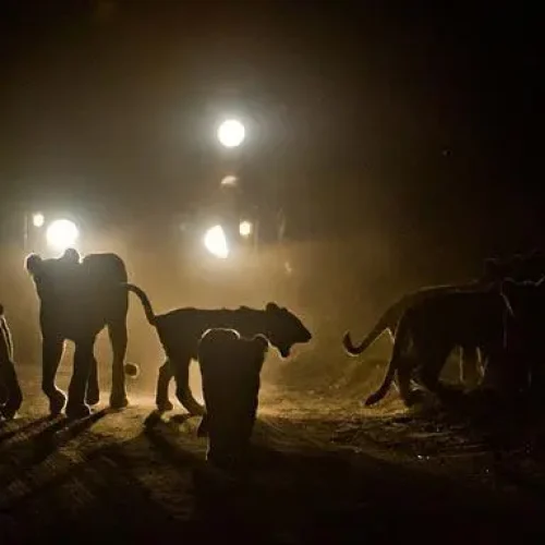 Tarangire-safari-nocturne-lion